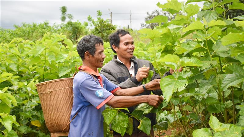 Bà con vùng đồng bào DTTS hăng say phát triển kinh tế, áp dụng khoa học, kỹ thuật vào sản xuất