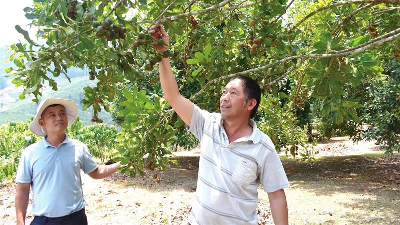 Huyện Đam Rông quy hoạch tiểu vùng II phát triển cây mắc ca, cà phê tập trung 2 xã Đạ K’nàng và Phi Liêng