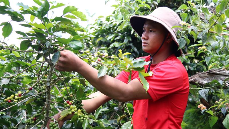 Là đảng viên, anh Rơ Ông Ha Phúc luôn đi đầu trong mọi công việc