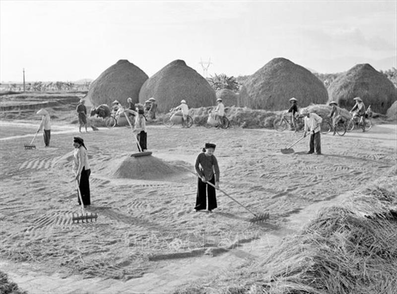 Tính đến cuối năm 1967, 70% HTX của Vĩnh Phúc đạt năng suất bình quân từ 5 tấn - trên 7 tấn/ha; sản lượng lương thực quy thóc đạt 222.000 tấn, tăng hơn năm trước 4.000 tấn, góp phần cải thiện đời sống nhân dân, làm thay đổi diện mạo của nông thôn Vĩnh Phúc giữa những năm 60 của thế kỷ XX. Trong ảnh: Khẩn trương thu hoạch nhanh vụ chiêm 1966, HTX Tiên Hường (Vĩnh Phúc) đã làm xong nghĩa vụ 125 tấn với Nhà nước. (Ảnh: TTXVN)