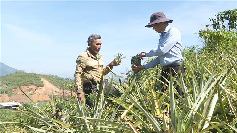 Cây dứa mật trồng trên đất đồi Rô Men