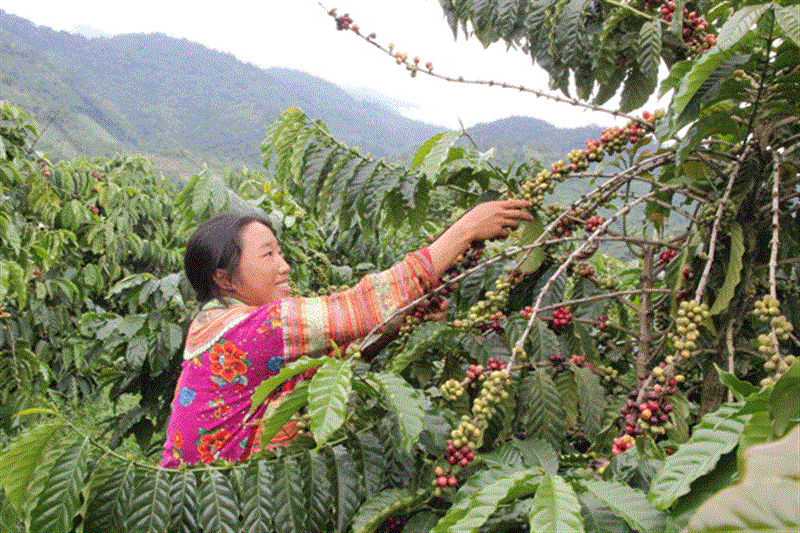 Xây dựng các mô hình kinh tế là một trong những giải pháp trọng tâm mà Đam Rông chọn để đưa Chỉ thị 05 vào cuộc sống. Ảnh: N.Ngà