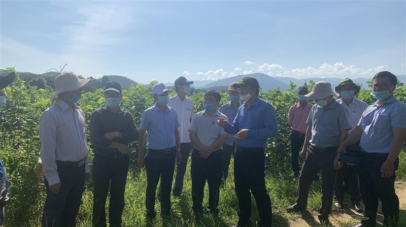 Đồng chí Nguyễn Văn Lộc -Tỉnh ủy viên, Bí thư Huyện ủy, Chủ tịch HĐND huyện thăm cánh đồng trồng dâu tại khu vực 03 xã Đạ M’ Rông, Đạ Tông và Đạ Long