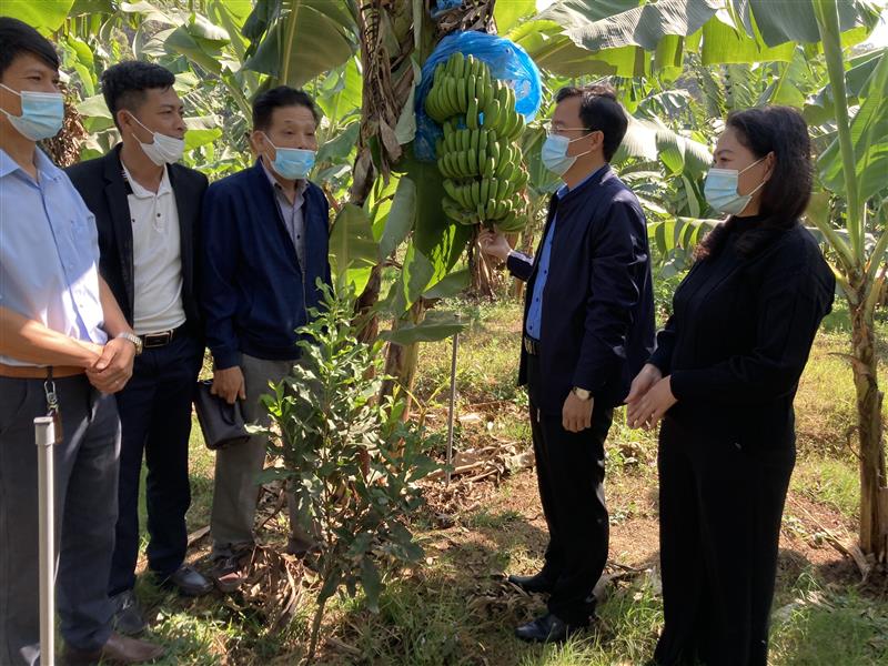 Đoàn công tác của Huyện ủy đến thăm, chúc tết và kiểm tra tình hình sản xuất Hợp tác xã chuối La Ba - xã Đạ K’Nàng
