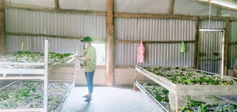 Hội viên tổ hợp tác trồng dâu nuôi tằm xã Đạ M'Rông
