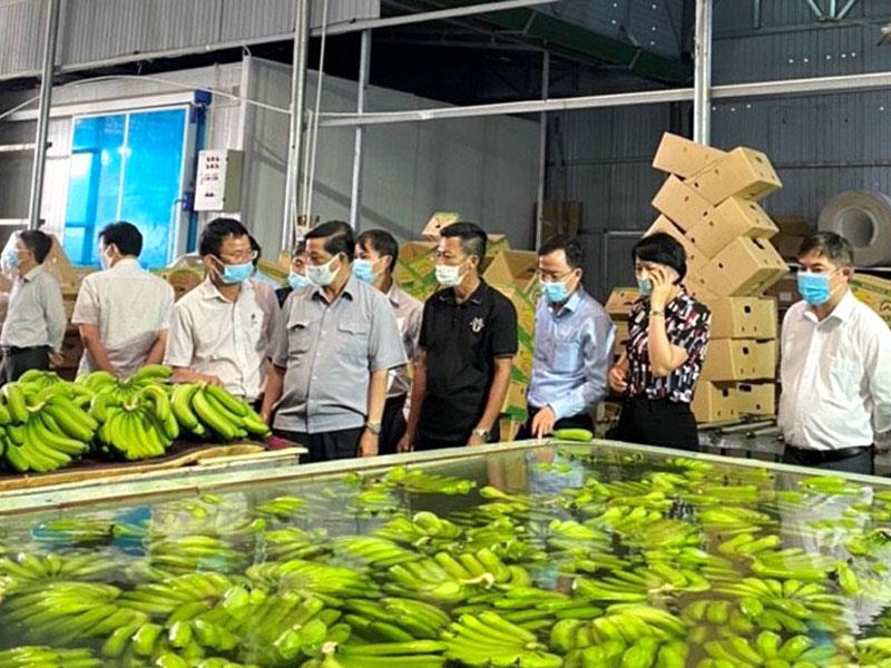 Hợp tác xã Laba Banana ở xã Đạ K'Nàng