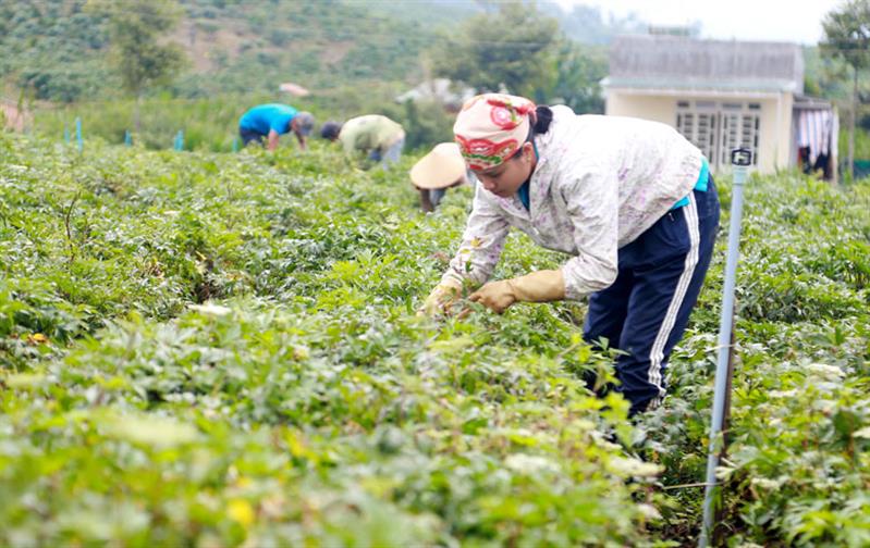 Thúc đẩy phát triển kinh tế trong phụ nữ nông thôn là một trong những nhiệm vụ trọng tâm mà Hội LHPN huyện Đam Rông tập trung thực hiện nhiều năm qua