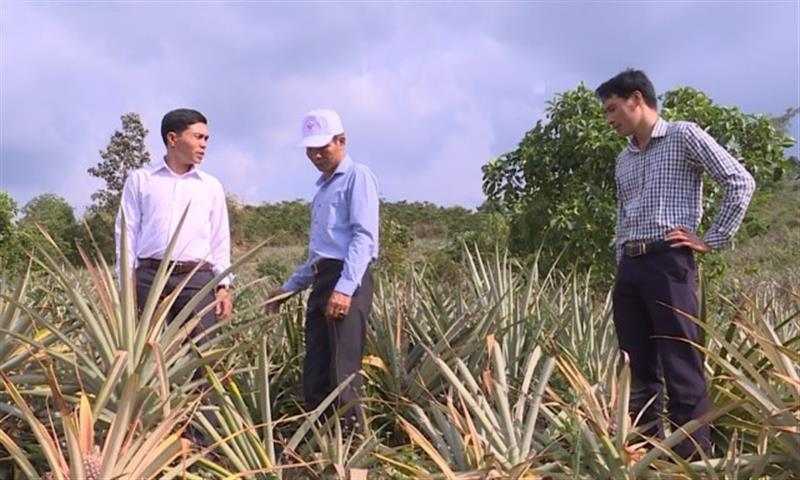 Lãnh đạo xã Rô Men thăm Mô hình dứa