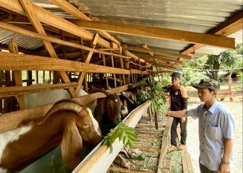 Người dân Lâm Đồng thay đổi nhận thức về cách sử dụng vốn ưu đãi của Nhà nước, áp dụng vào phát triển sản xuất, chăn nuôi, nâng cao đời sống.jpg