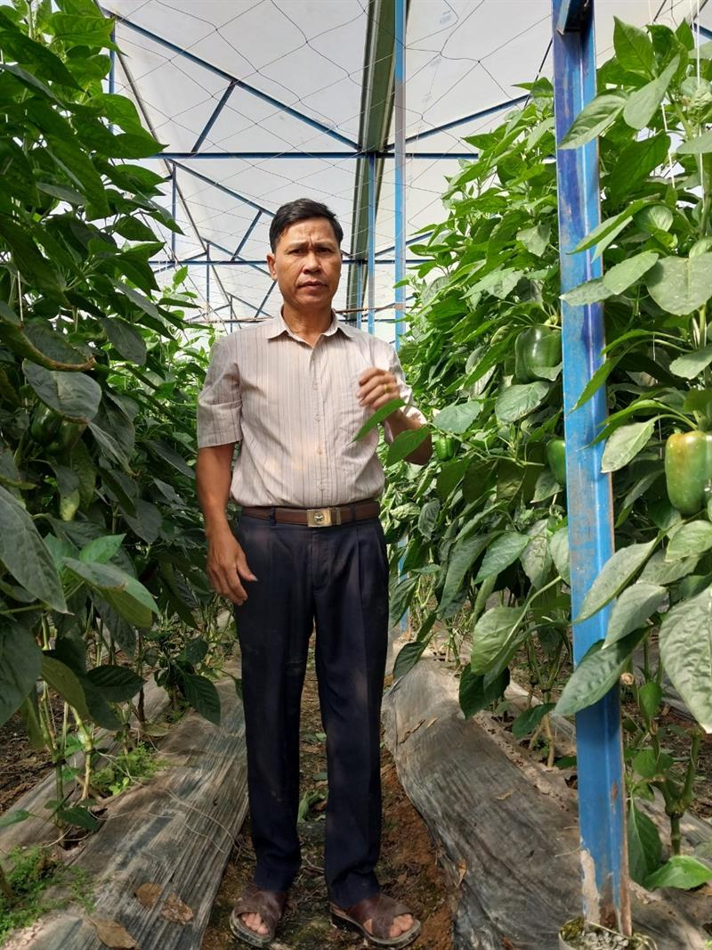 Ông Phí Văn Nghị bên vườn ớt chuông
