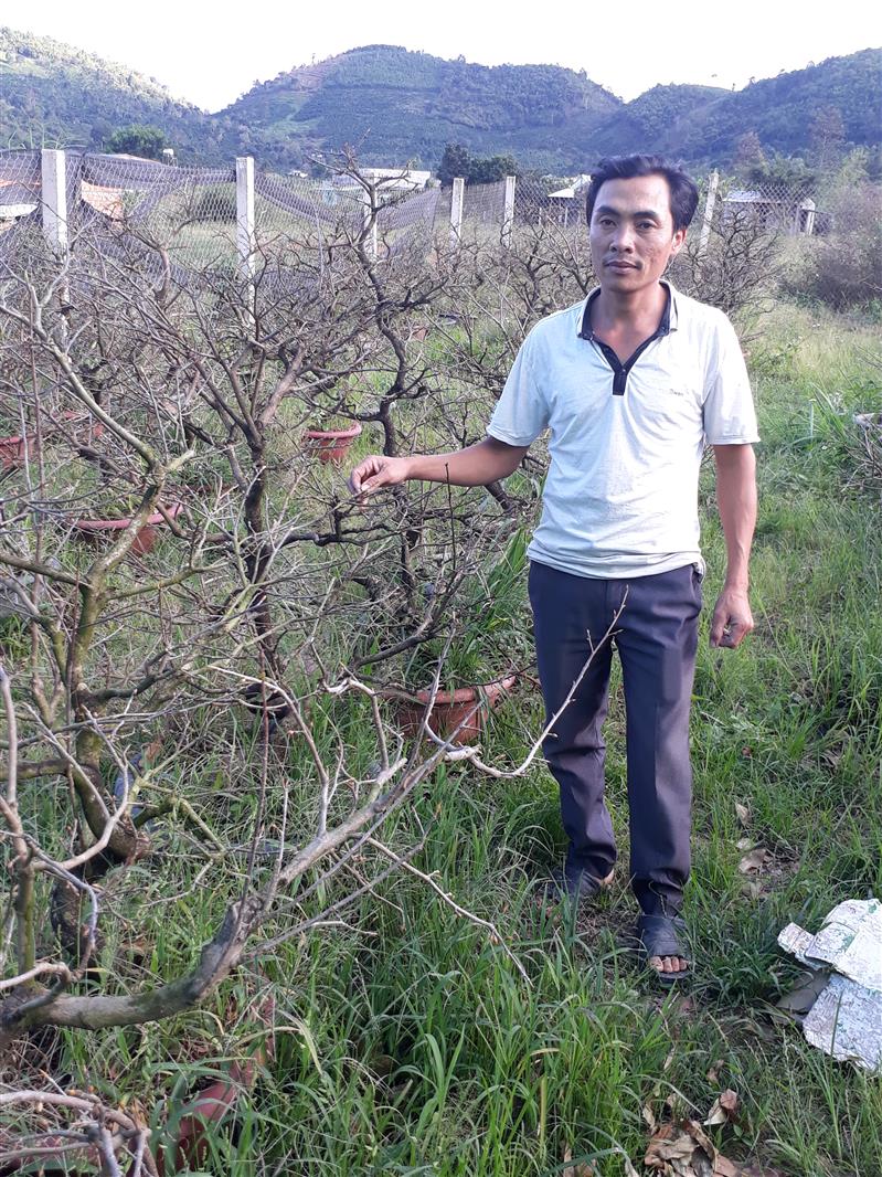 Mô hình kinh tế trồng mai vàng của gia đình anh Hoàng Văn Hoàn, ở thôn Tân Tiến, xã Đạ R’sal