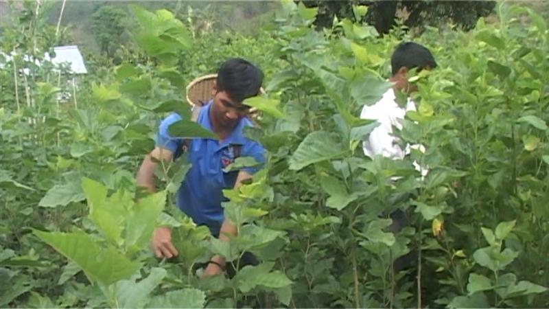 Đoàn viên Ha Eo ở Đạ M’rông hái dâu nuôi tằm