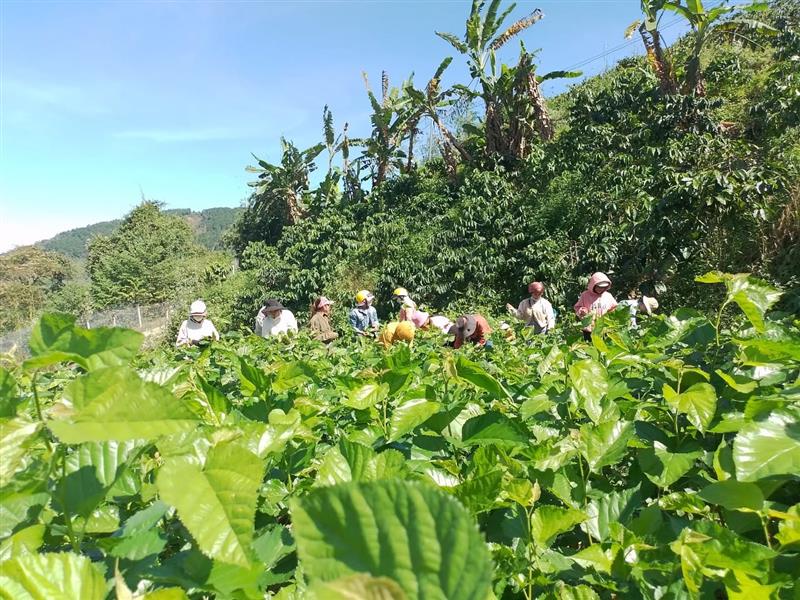Các học viên tham quan thực tế tại các hộ trồng dâu nuôi tằm trên địa bàn xã Đạ Long