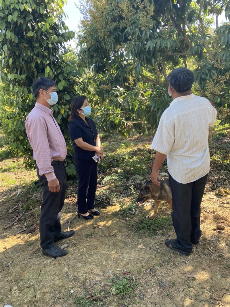  Đồng chí Đa Cắt K'Hương - Phó Bí thư Thường trực Huyện ủy thăm mô hình cây ăn trái - thôn Tân Tiến - xã Đạ Rsal
