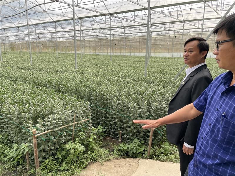  Đồng chí Trương Hữu Đồng - Phó Bí thư Huyện ủy, Chủ tịch UBND huyện thăm mô hình trồng hoa công nghệ cao tại HTX nông nghiệp - xã Đạ K'Nàng