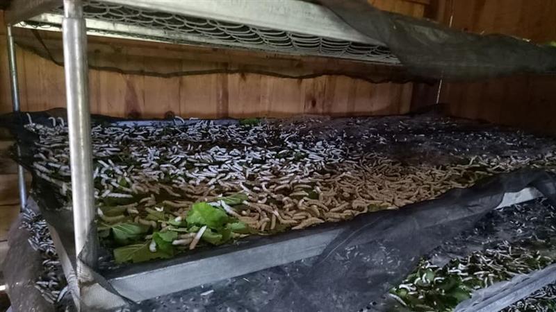 Hộ dân nuôi tằm tham gia Tổ hợp tác trồng dâu nuôi tằm thôn Liêng Krắc 1, xã Đạ M'Rông Hộ dân nuôi tằm tham gia Tổ hợp tác trồng dâu nuôi tằm thôn Liêng Krắc 1, xã Đạ M'Rông
