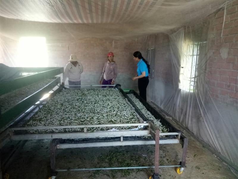 Hoạt động hỗ trợ kỹ thuật của Tổ Phụ nữ giúp nhau trồng dâu nuôi tằm