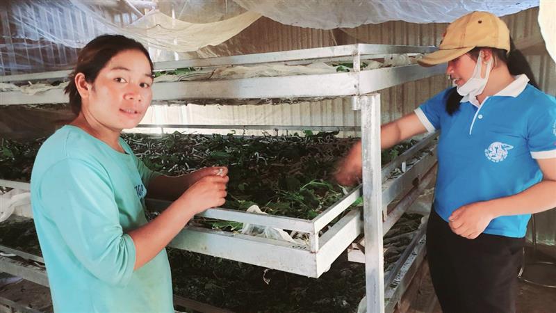 Mô hình Tổ phụ nữ gây quỹ hỗ trợ nhau trồng dâu nuôi tằm tại thôn Pang Pế Dơng, xã Đạ R'sal
