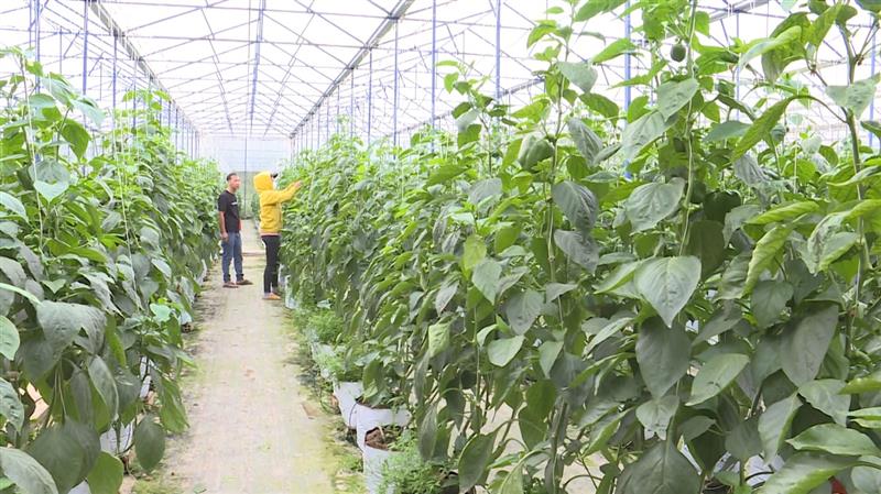 Nông dân Phí Văn Thìn sản xuất nông nghiệp trong nhà kính ở xã Phi Liêng Nông dân Phí Văn Thìn sản xuất nông nghiệp trong nhà kính ở xã Phi Liêng