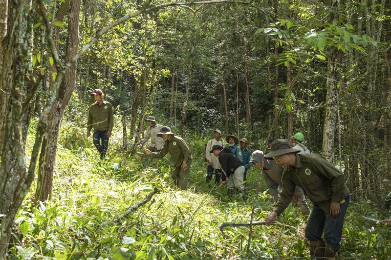 Lực lượng nhận khoán và cán bộ kiểm lâm tuần tra và phát quang cây bụi để bảo vệ rừng, PCCCR